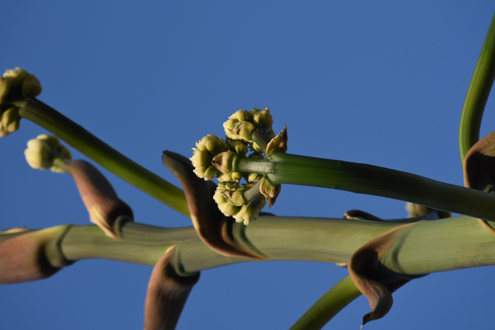 L’agave in fiore